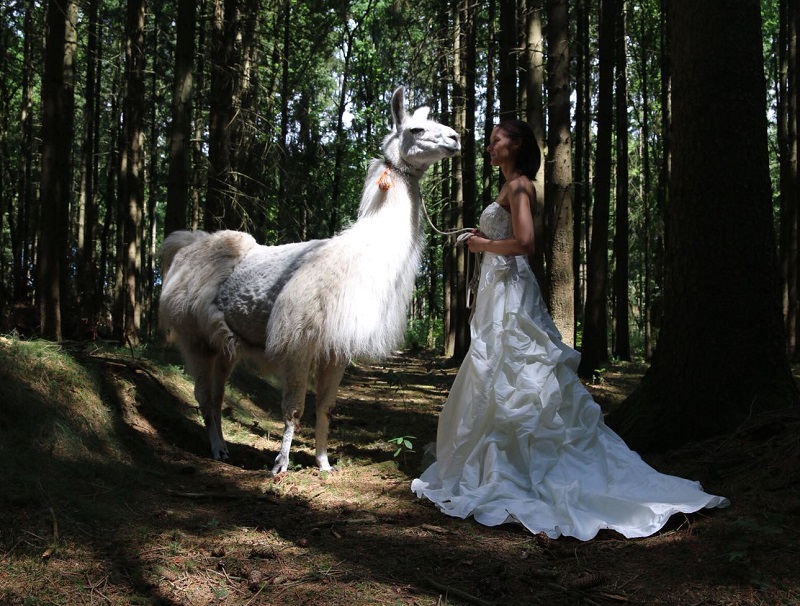 Hochzeit - Lama und Braut