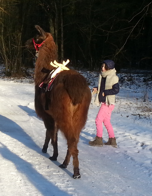 Schneespaziergang Kind mit Lama Floki