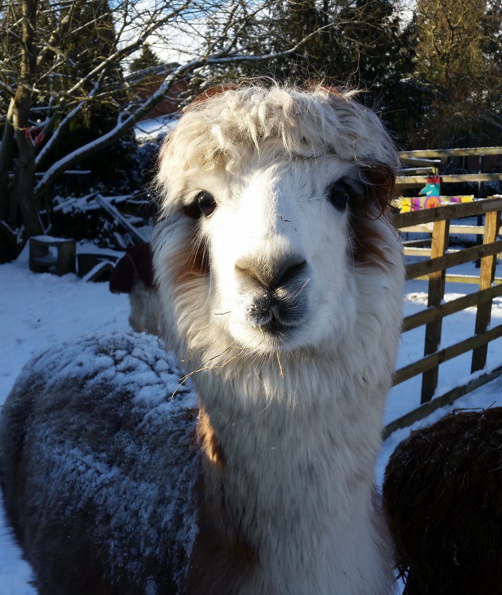 Schneealadin