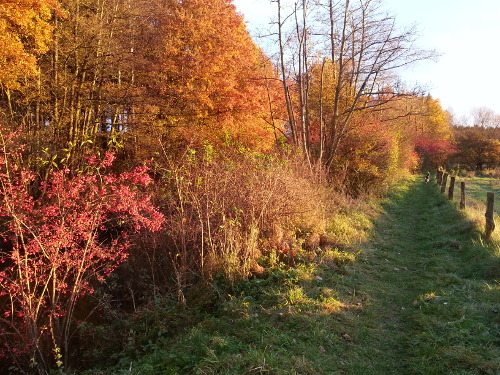 Herbstlaub