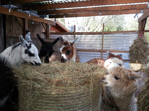 Heufütterung Lamas und Alpakas