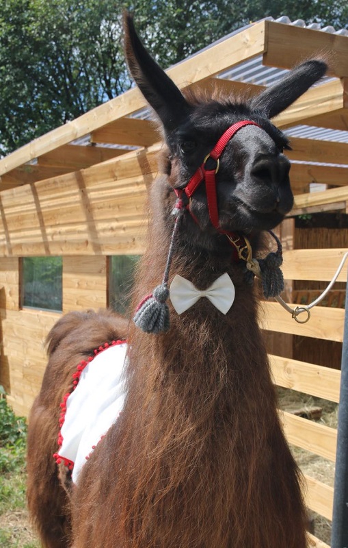 Lama Floki im Hochzeitsoutfit