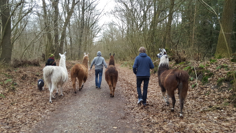 Wanderung mit Lamaherde - Rückansicht