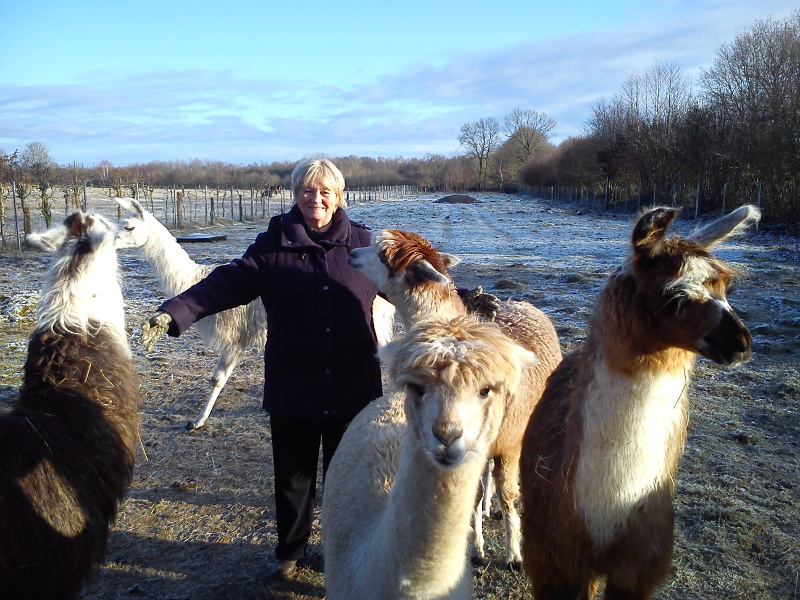 Oma in Lama-und Alpaka-Herde