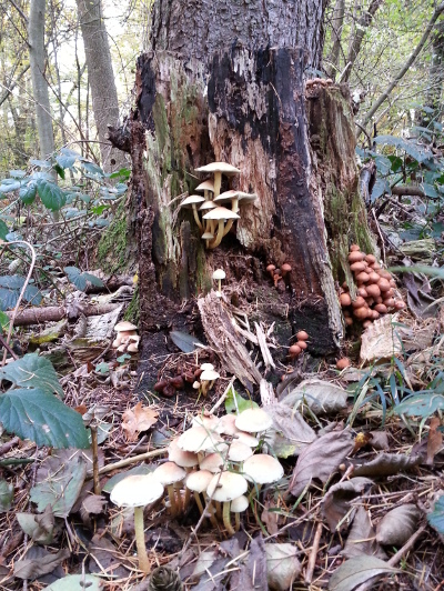 Wald- und Baumpilze im Aukruger Wald