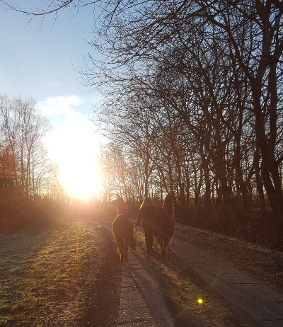 Ruhe genießen im Sonnenuntergang mit Lamas