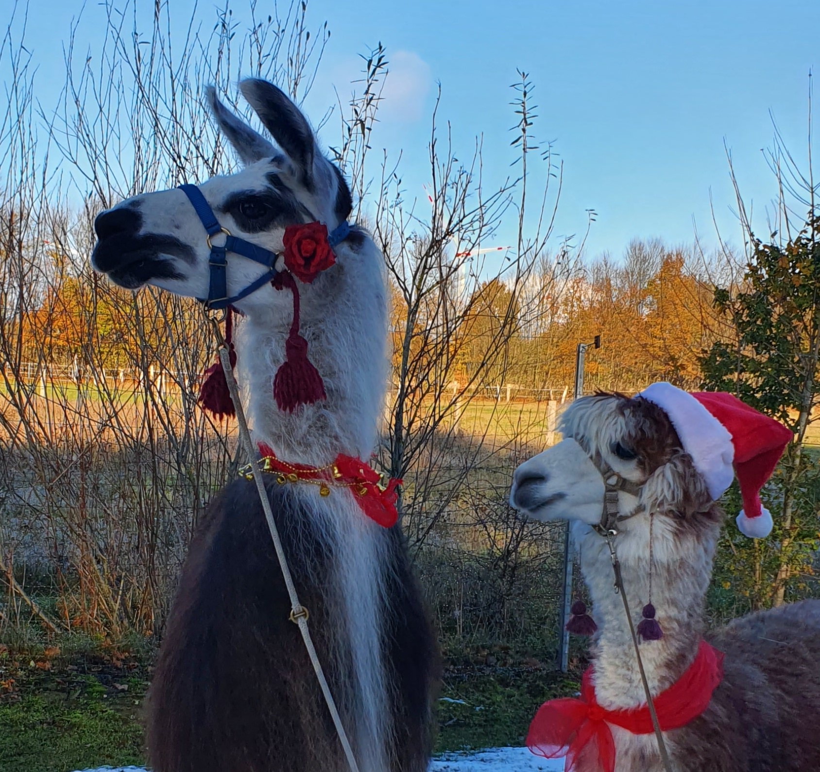 Weihnachtsgutscheine ans