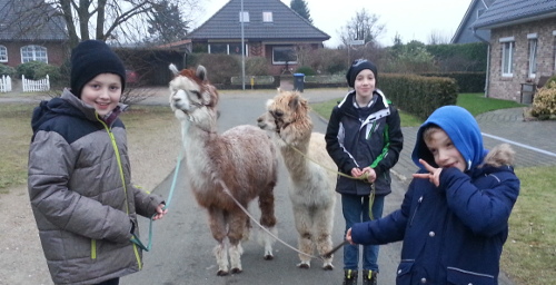 Kleine Gruppe mit 3 Jungen mit 2 Alpakas unterwegs