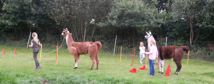 Kinder mit Lamas im Parcours