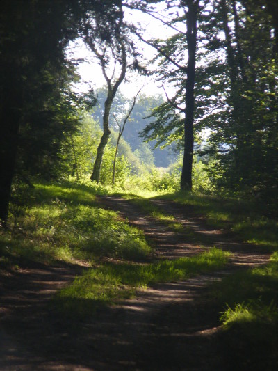 Waldweg