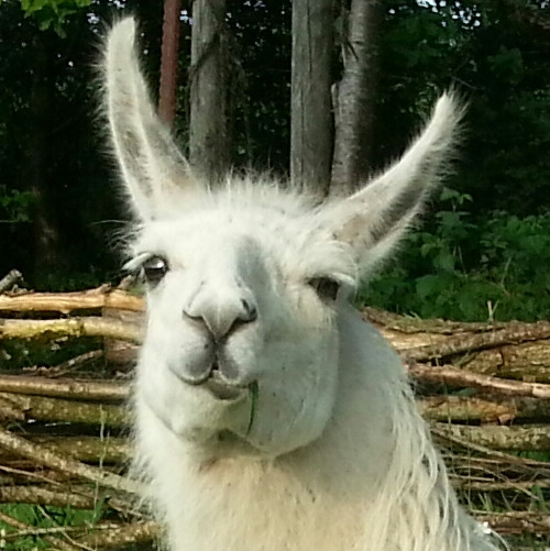 Lama Charmie mit fragendem Gesicht