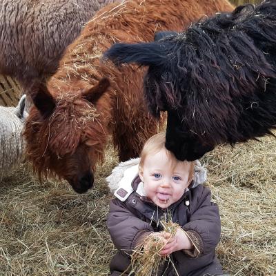 Ein kleines Baby sitzt im Heu und wird von den Alpakas von der Kleinen Wunderwiese angeschnüffelt