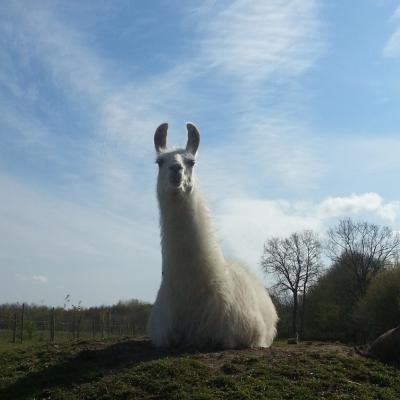 Lama Charly von der Kleinen Wunderwiese auf dem Berg