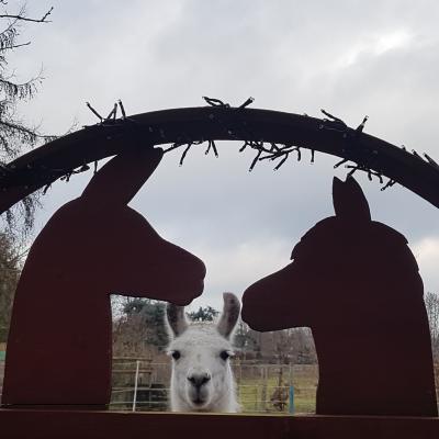 Lama Charly schaut am Eingangstor zwischen dem Lama- und dem Alpakakopf aus Holz hindurch