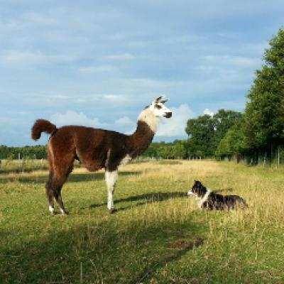 Benni von der kleinen Wunderwiese und unser Bordercollie Lotta