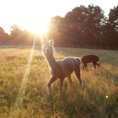 Sonnenuntergang mit Alpakas auf der Kleinen Wunderwiese