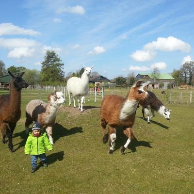 Die Herde Lamas und Alpakas von der Kleinen Wunderwiese rennt mit Kleinkind und Hund über die Wiese