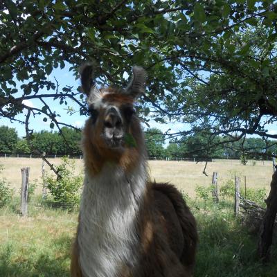 Lama Ennio mit Blatt im Mund