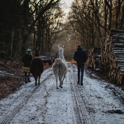 Winterwanderung mit zwei Lamas von der Kleinen Wunderwiese