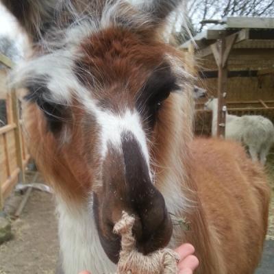 Lama Ennio schnüffelt an kleinem Bastellama