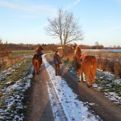 Schnee, Sonne und Lamas beim Spaziergang in Aukrug