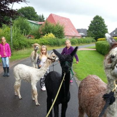 Alpakas und Kinder spazieren durchs Dorf