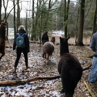 Mit Lama und Alpaka quer durch den Wald wandern