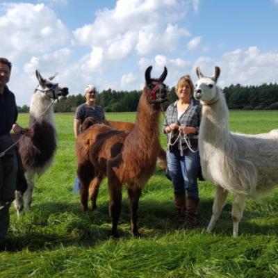 Lamas bei der Wanderpause auf einer Wiese