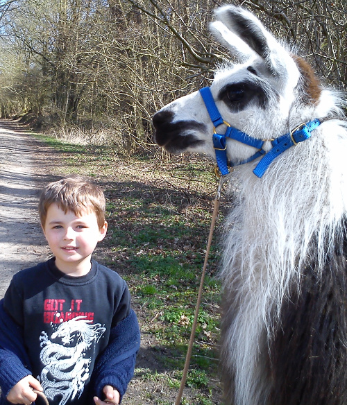 Kind hält Lama an der Leine